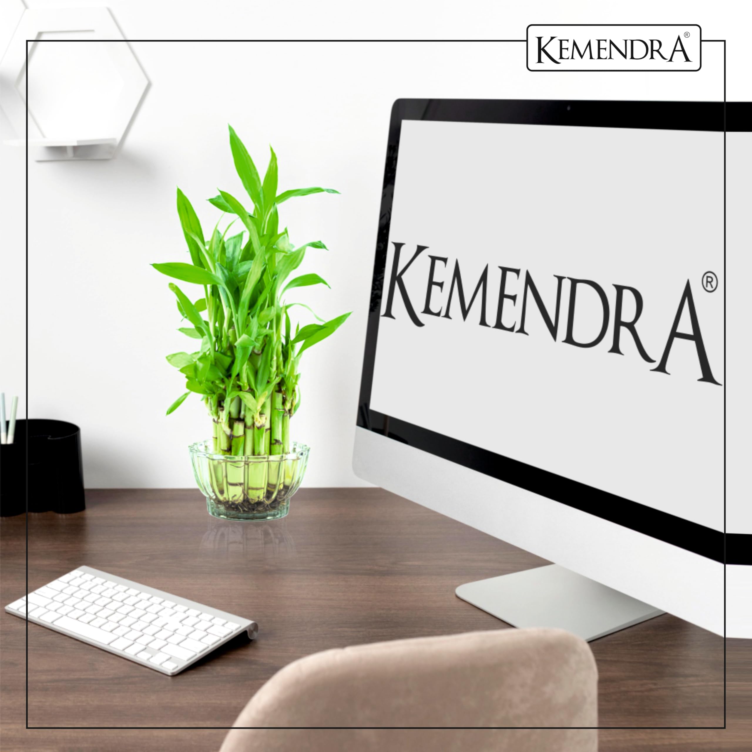 Kemendra® Bamboo Pots | Glass pots for Lucky Bamboo | Decorative Glas | Transperant Glass Curved Dish   | Crystal Cut Glass Pot for Brazilian Wood Plant | (Plant not Included) (Bamboo Pots Pack 1) - Image 7 thumbnail