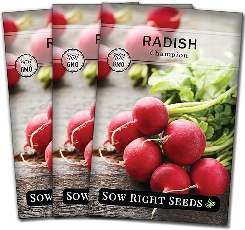 Sow Right Seeds - Semilla de rábano Champion para plantar - Paquete de reliquia sin OMG con instrucciones para plantar un huerto casero - Cultiva