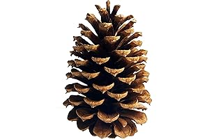 12 Pack Jumbo Pine Cones Pine Cones Bulk Package Natural UNSCENTED