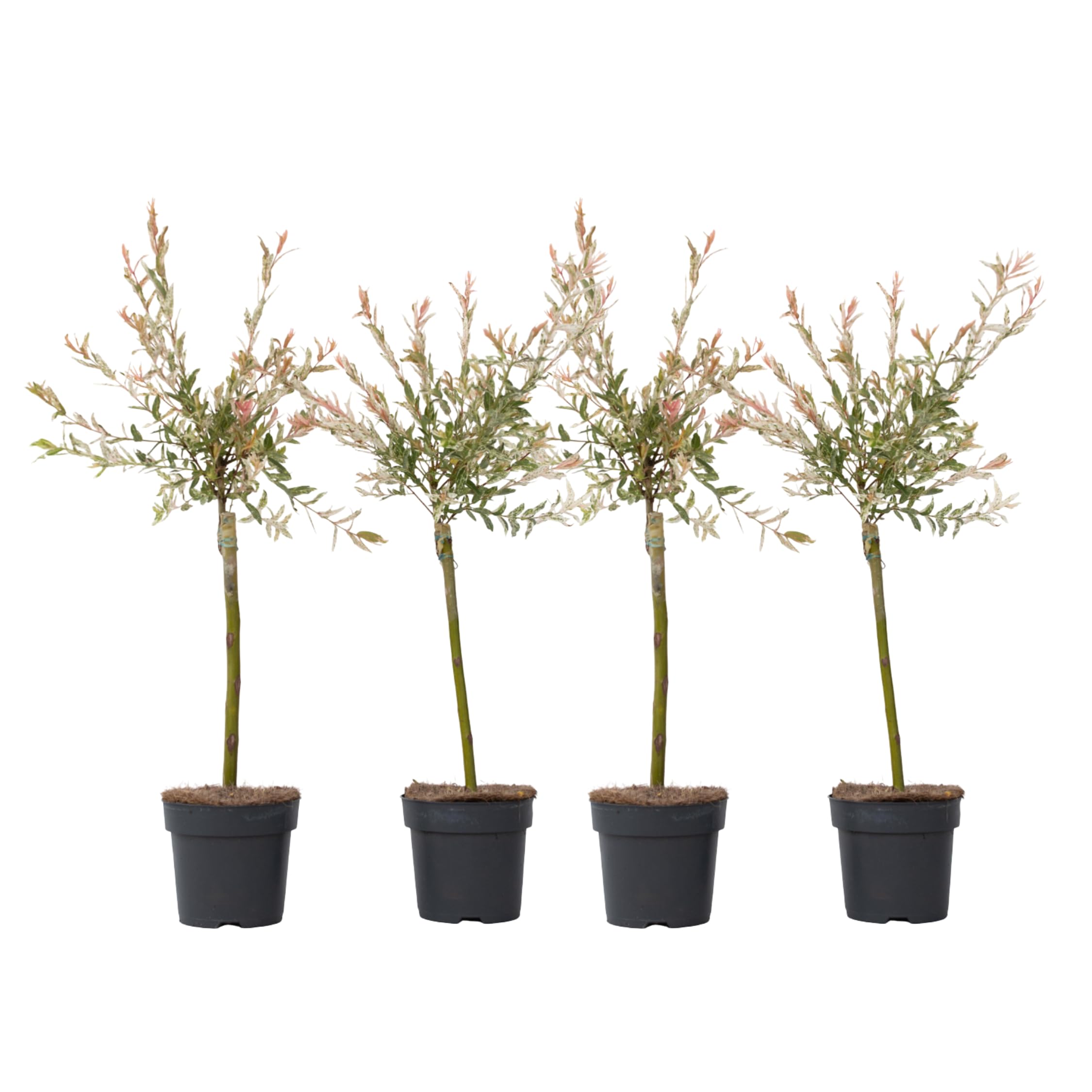 Plant in a Box - Salix integra 'Flamingo' - Set de 4 - Plante exterieur jardin persistant - Saule crevette - Robuste - Pot 17cm - Hauteur 60-80cm