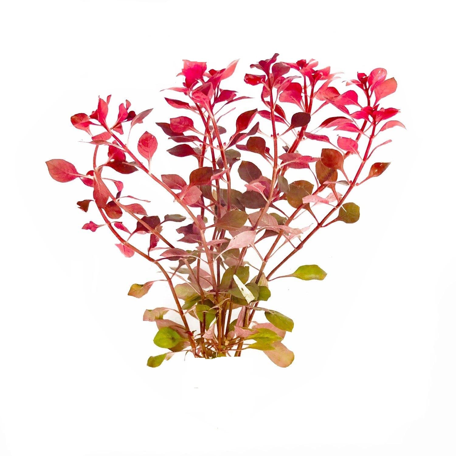 Maalavya Live Aquarium Aquatic Plant Ludwigia SP Mini Super Red Live Plant With Pot (8 to 10 Stems) (Pack Of 1) (B09NC3KB59) Amazon Price History, Amazon Price Tracker