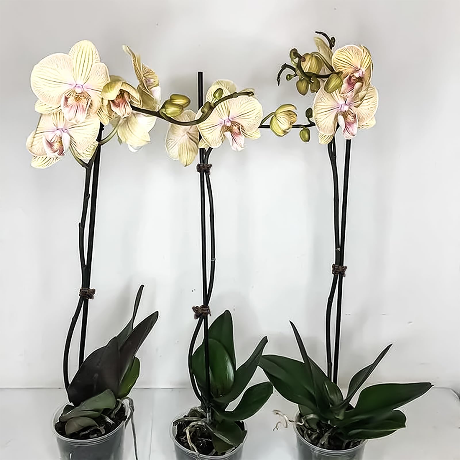 100 Clip Per Piante Orchidee - Supporto Steli Verde 1.5cm, Riutilizzabili - Foto 7