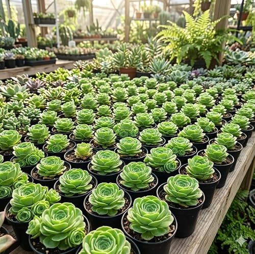 Mountain Rose Succulents Plants Live Aeonium Greenovia Rare Rose Succulent