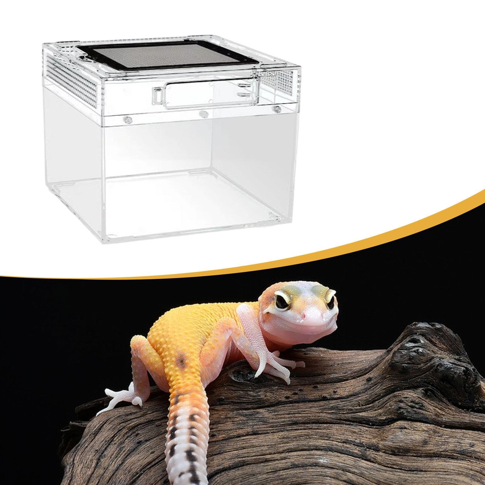 Hábitat Terrario para Reptiles con Completa. Tanque de Cría Atractivo para Ranas, Tortugas Ermitañas Y Reptiles, 20cmx20cmx15cm, Individual