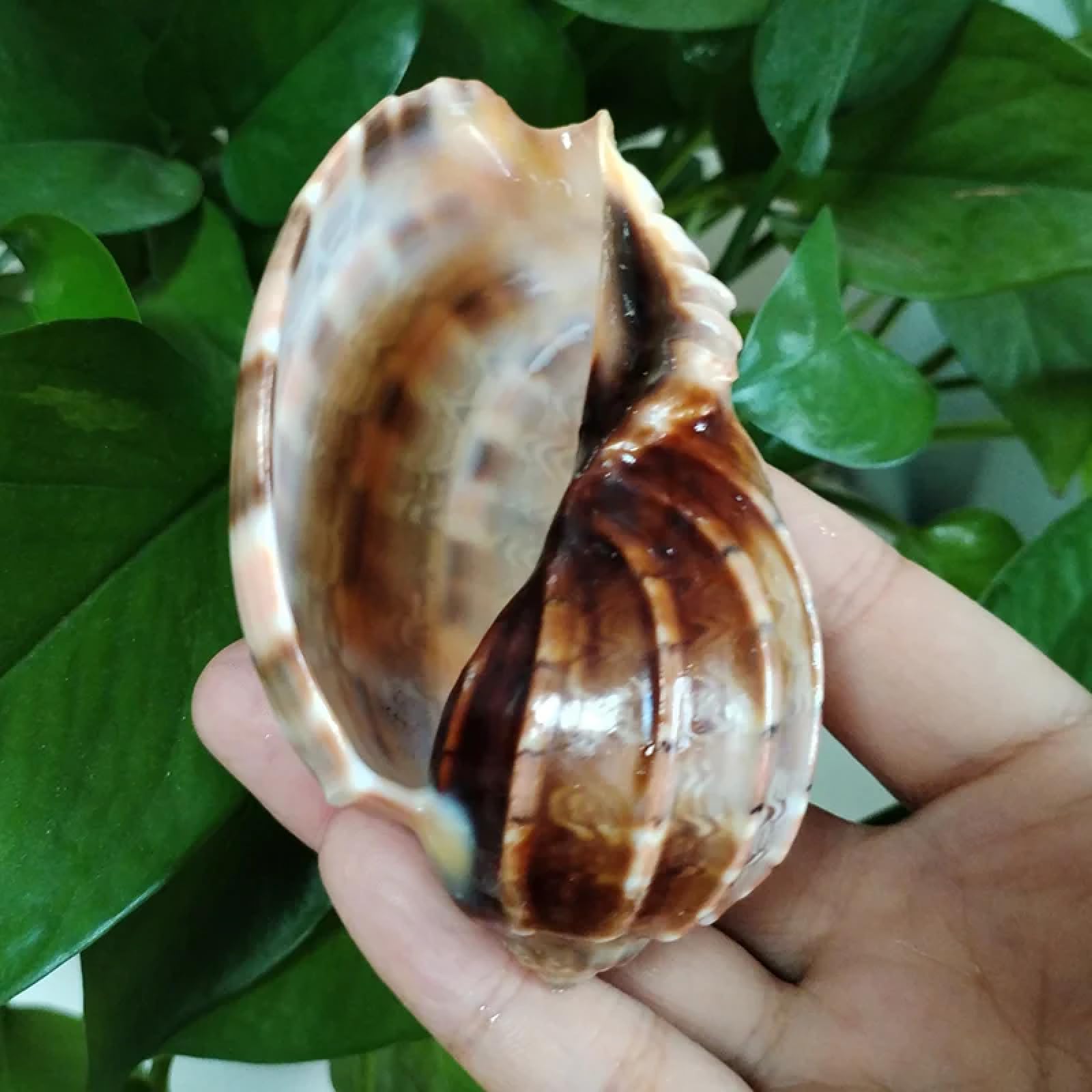 Conchiglie per decorazione, 1 pezzo 8-9 cm mediterraneo conchiglia ornamenti arpa imperiale eremita granchio conchiglie acquario paesaggistica succulenta vaso di fiori decorazione acquario acquario