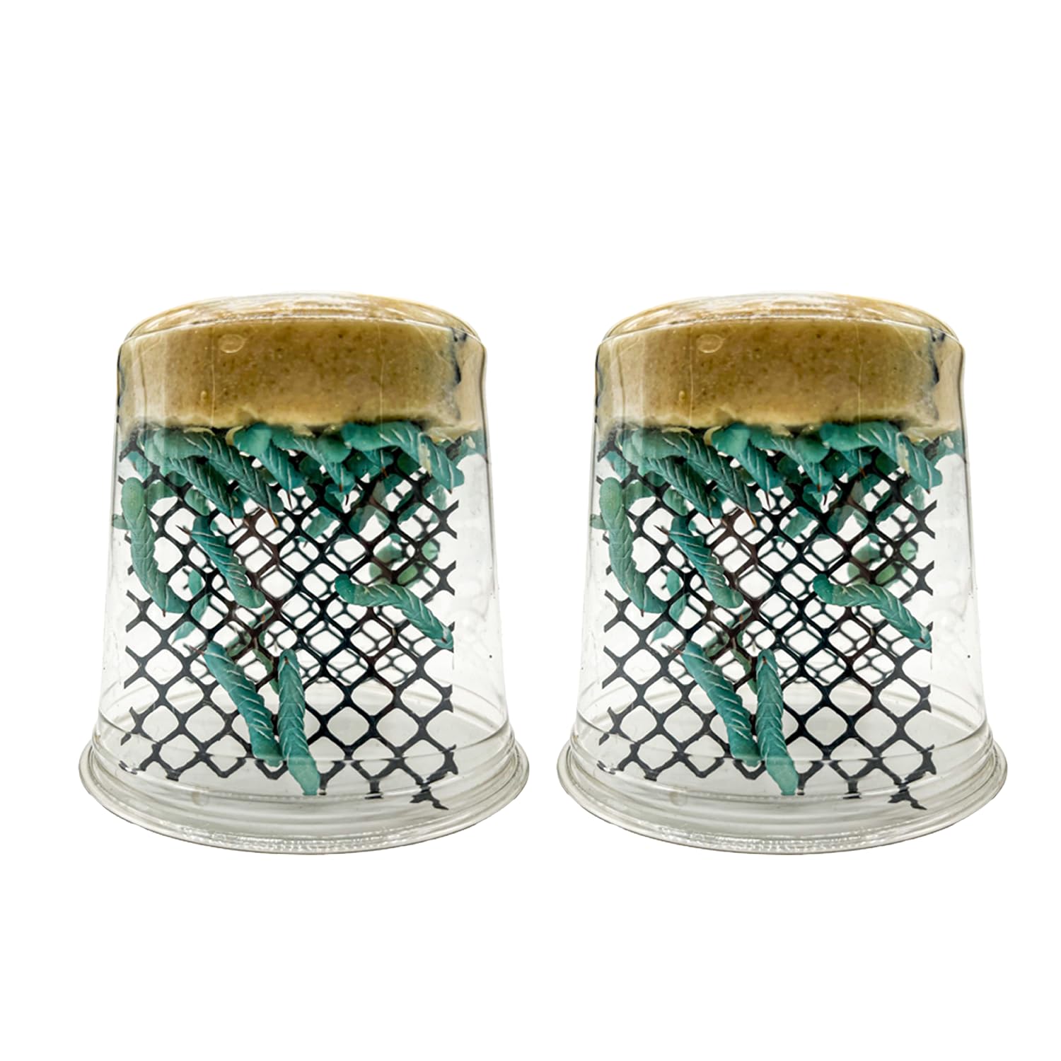 Oregon Silkworms: 50+ Hornworms | Guaranteed Healthy Arrival |