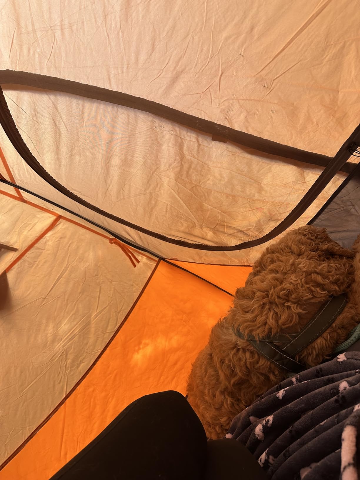BISINNA 2/4 Person Camping Tent Lightweight Backpacking Tent Waterproof Windproof Two Doors Easy Setup Double Layer Outdoor Tents for Family Camping Hunting Hiking Mountaineering Travel customer photo 8