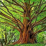 Dawn Redwood Tree - 10-16" Tall Live Plant - Quart Pot - Fast-Growing, Low Maintenance Sapling - Metasequoia glyptostroboides