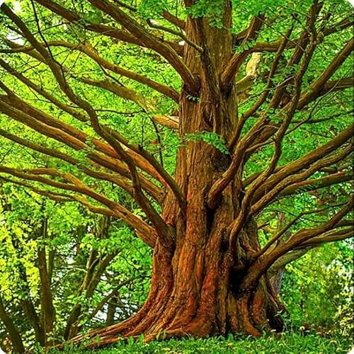 Dawn Redwood Tree - 10-16" Tall Live Plant - Quart Pot - Fast-Growing, Low Maintenance Sapling - Metasequoia glyptostroboides