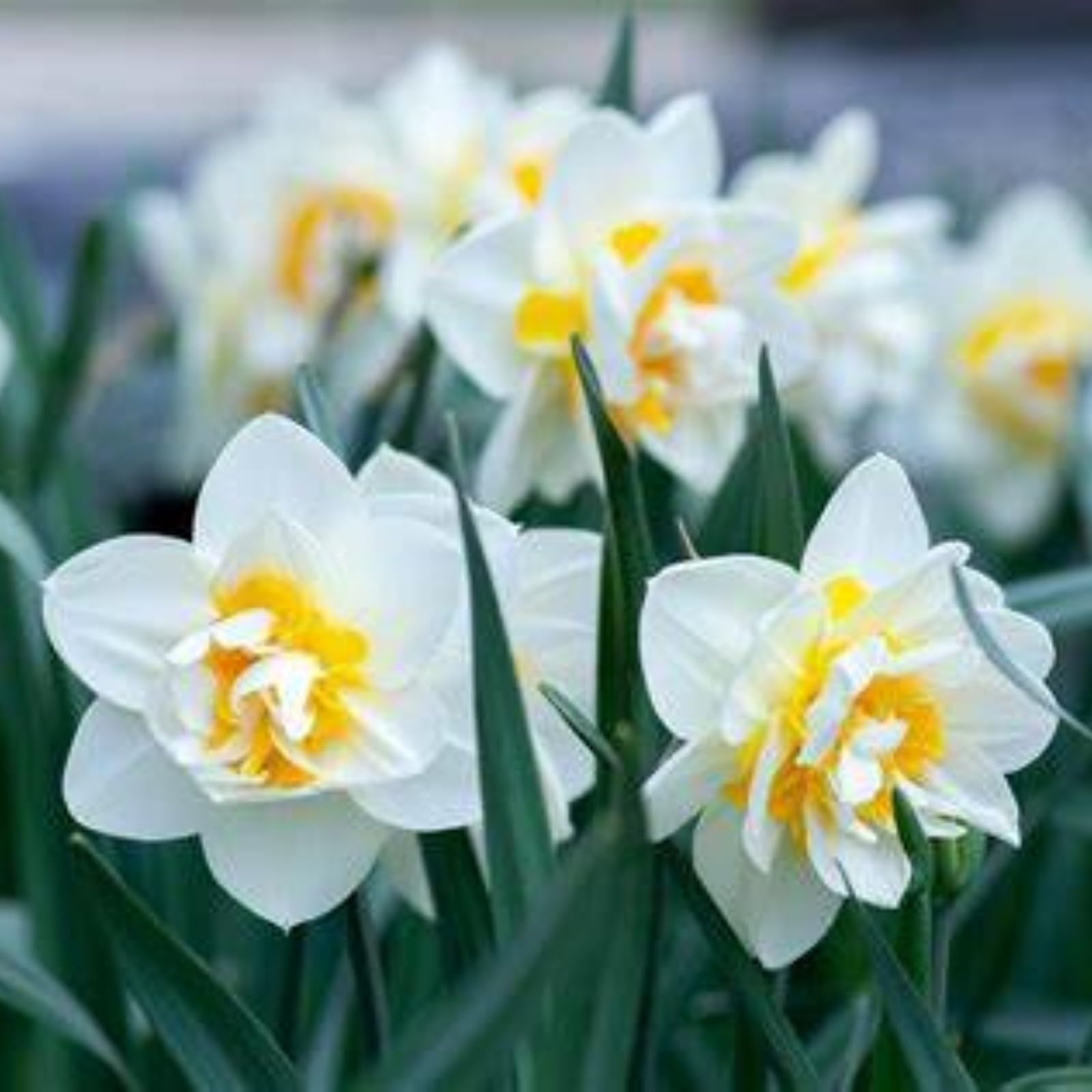 Gorgeous Daffodil Bulbs Mix/Home Decoration/Strong Plants That Grow Well/Fragrant,Narcissus for Planting Now UK Perennials,Greening Flower/Natural Organic/Landscape Design Plants.-10bulbs-F