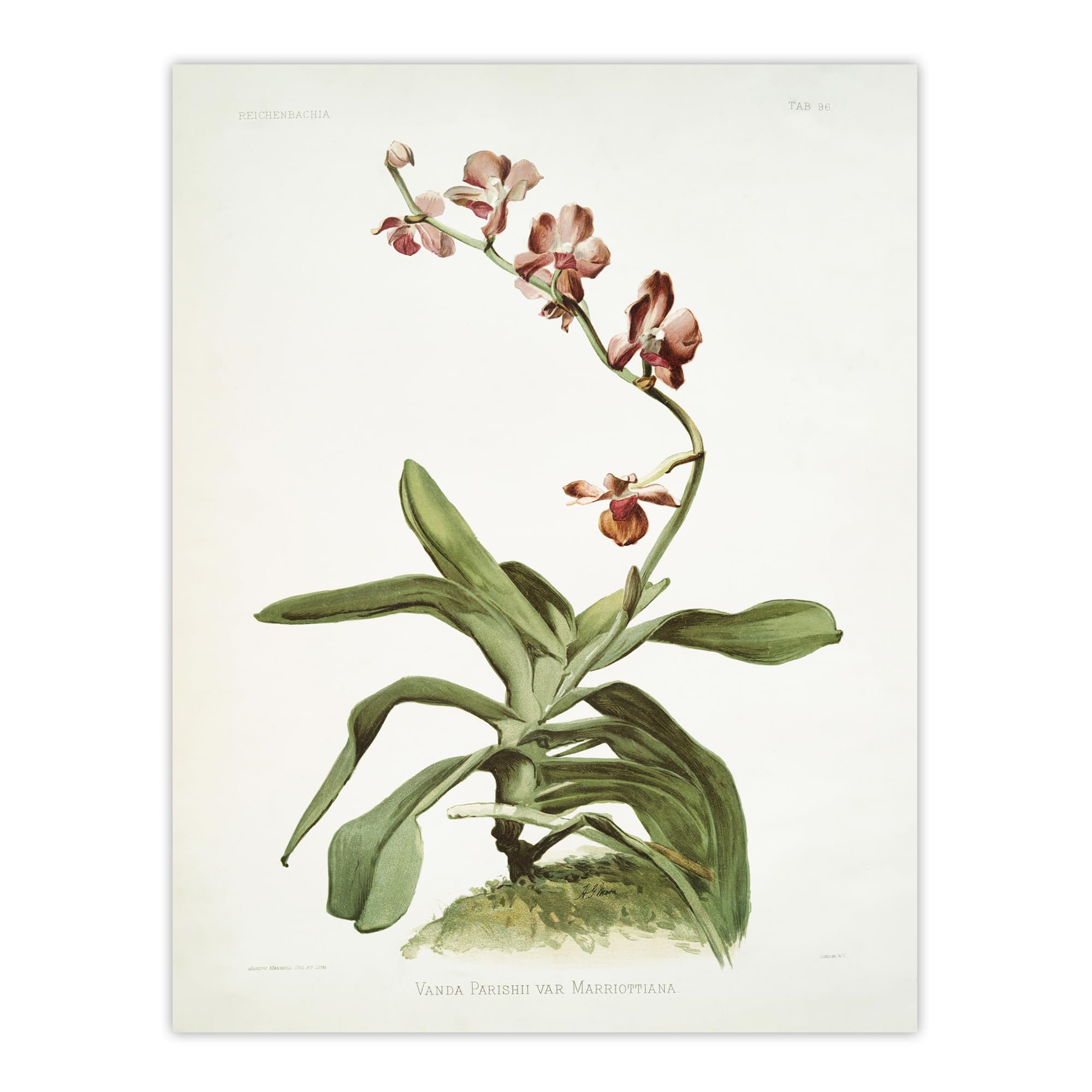 F Sander Marriotts Phalaenopsis Orchid Flowers Wall Art Print