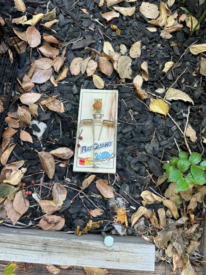 Miniatura 4 de Harrier Hardware Juego de 12 trampas para ratas, mecanismo confiable de doble resorte con base de madera resistente y placa de metal para interiores