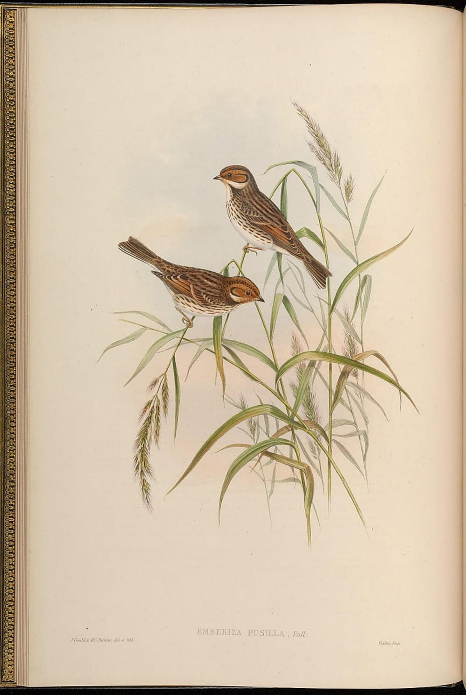 ARTXLXXBN Famous Art Print Poster Vintage Wall Art Animal Bird Emberiza Pusilla by John Gould Canvas Art Poster for Home Decor 60x90cm