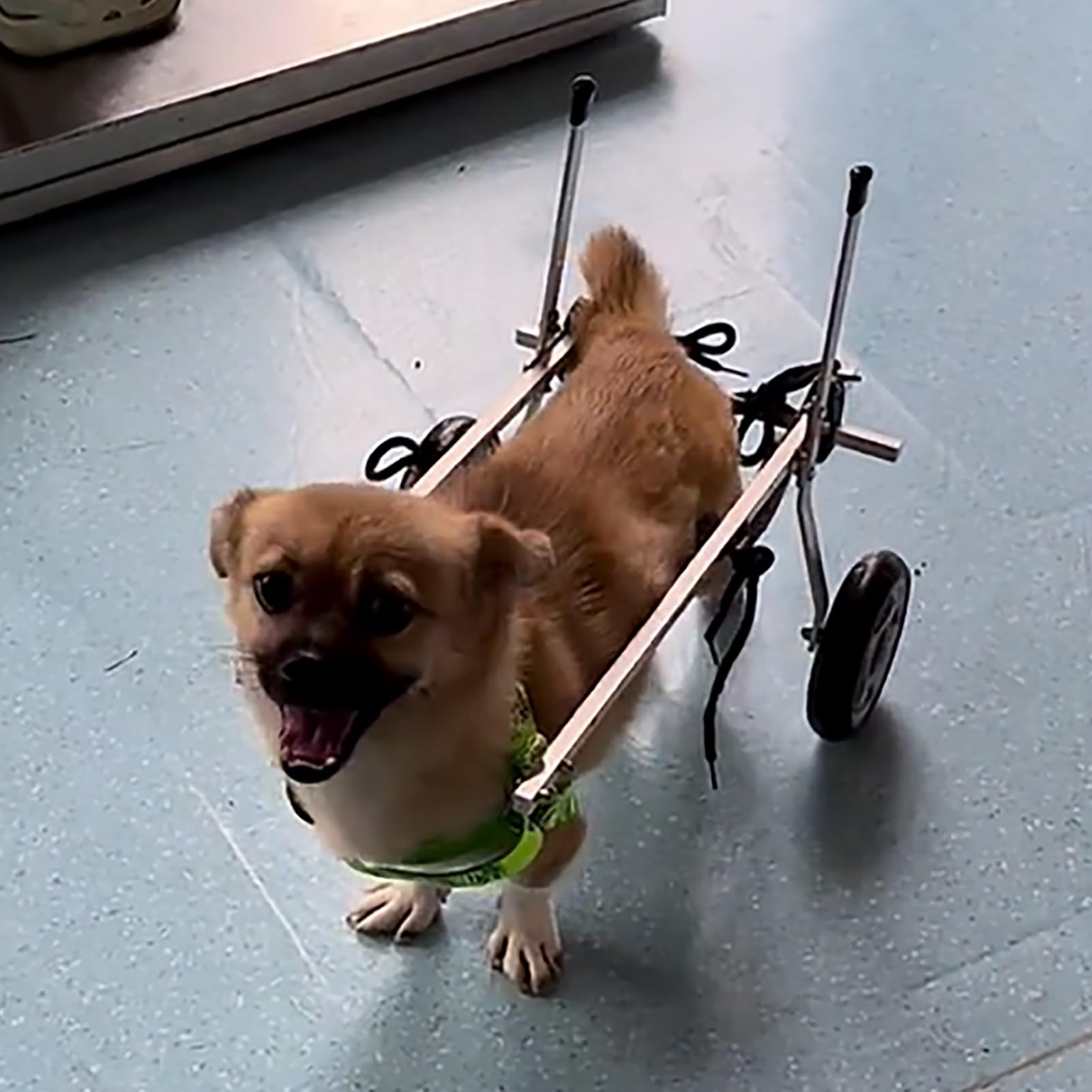 Fauteuil roulant pour chien de taille M - Chariot réglable pour pattes arrière tout-terrain