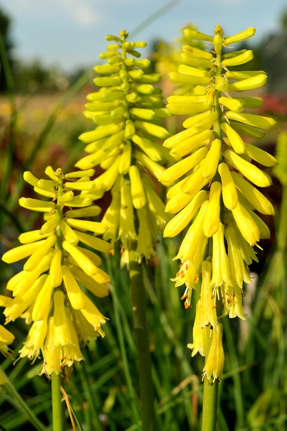 Stauden Gänge 5 x Kniphofia 'Lemon Popsicle' Fackellilie Gelb winterhart | Fackellilie – winterharte Staude & Dauerblüher für sonnige Beete, mehrjährig, bienenfreundlich, 1 L Topf (11x11 cm)
