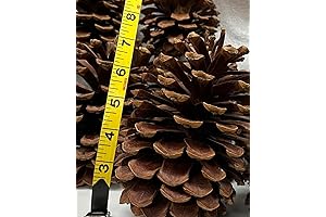 Jumbo pine cones for home decor