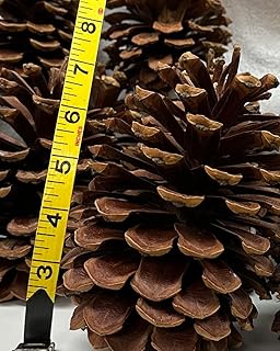 18-Pack Extra-Large (5 to 7 inch) Longleaf Pine Cones for Decorating Home, Tables, Vase Fillers, Corporate Events, Crafts, Birdfeeders, Natural Pine Cone Holiday Ornaments. (unscented) - Buy now