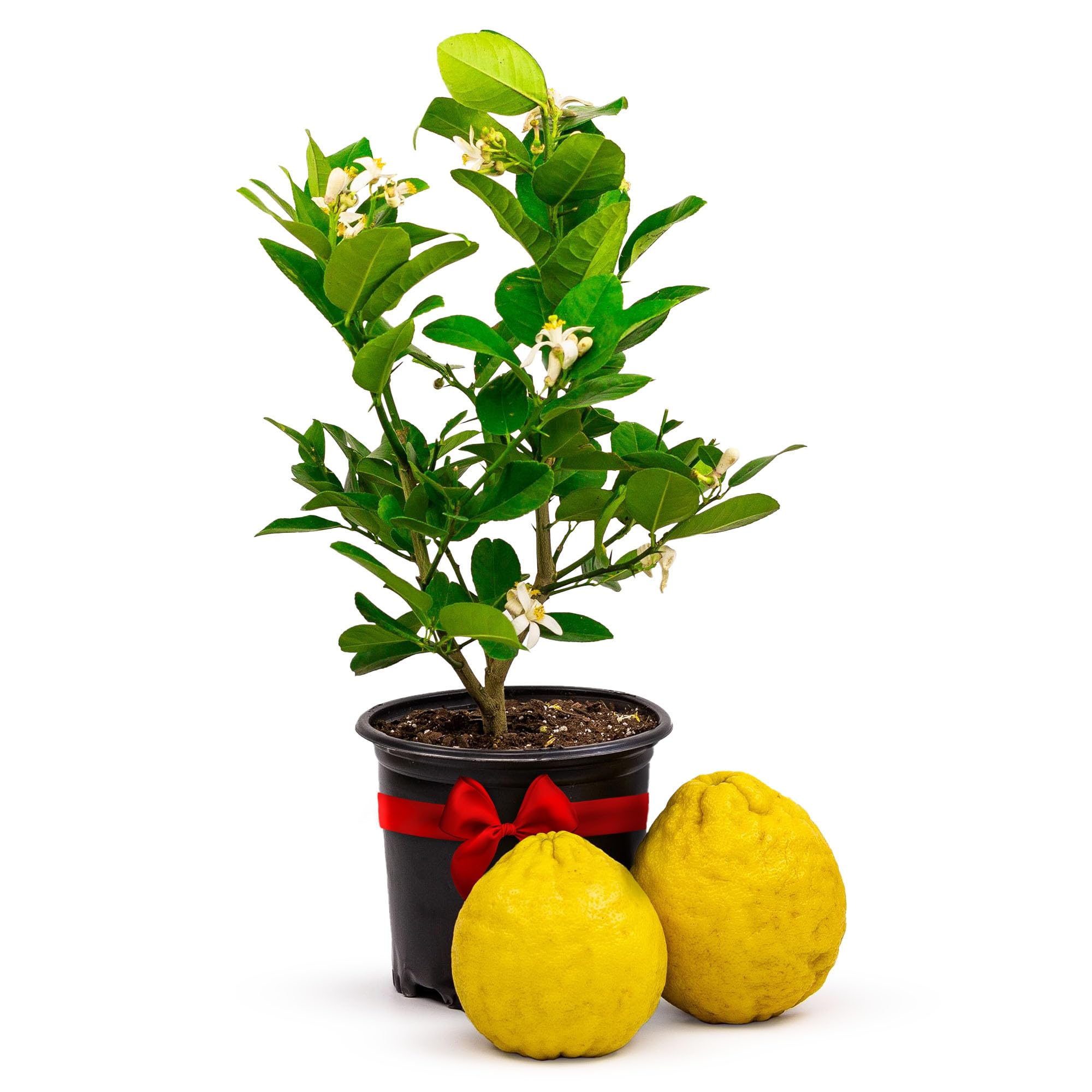 Via Citrus Ponderosa Lemon Tree