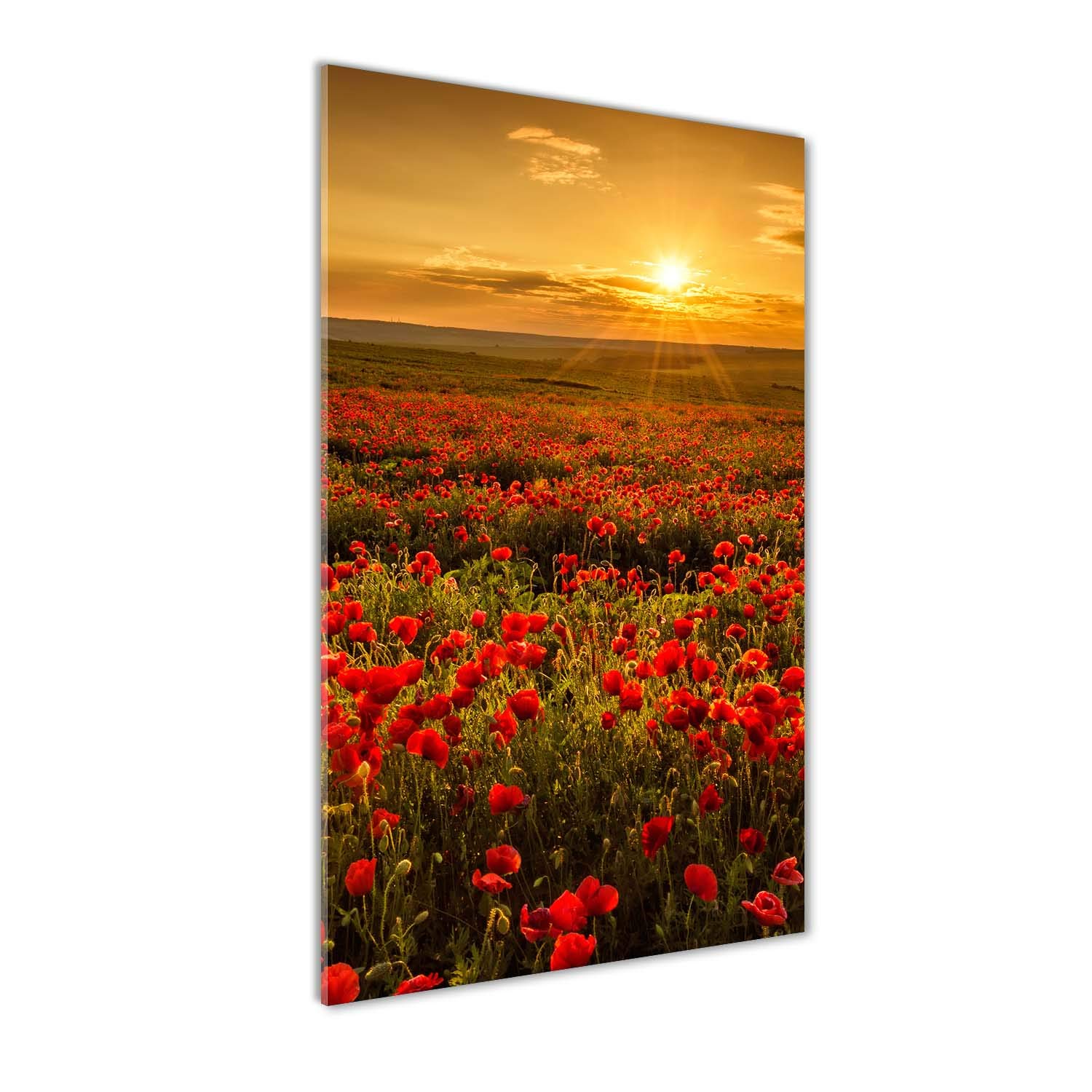 Tableau photo coquelicot rouge pour illuminer votre salon panoramique
