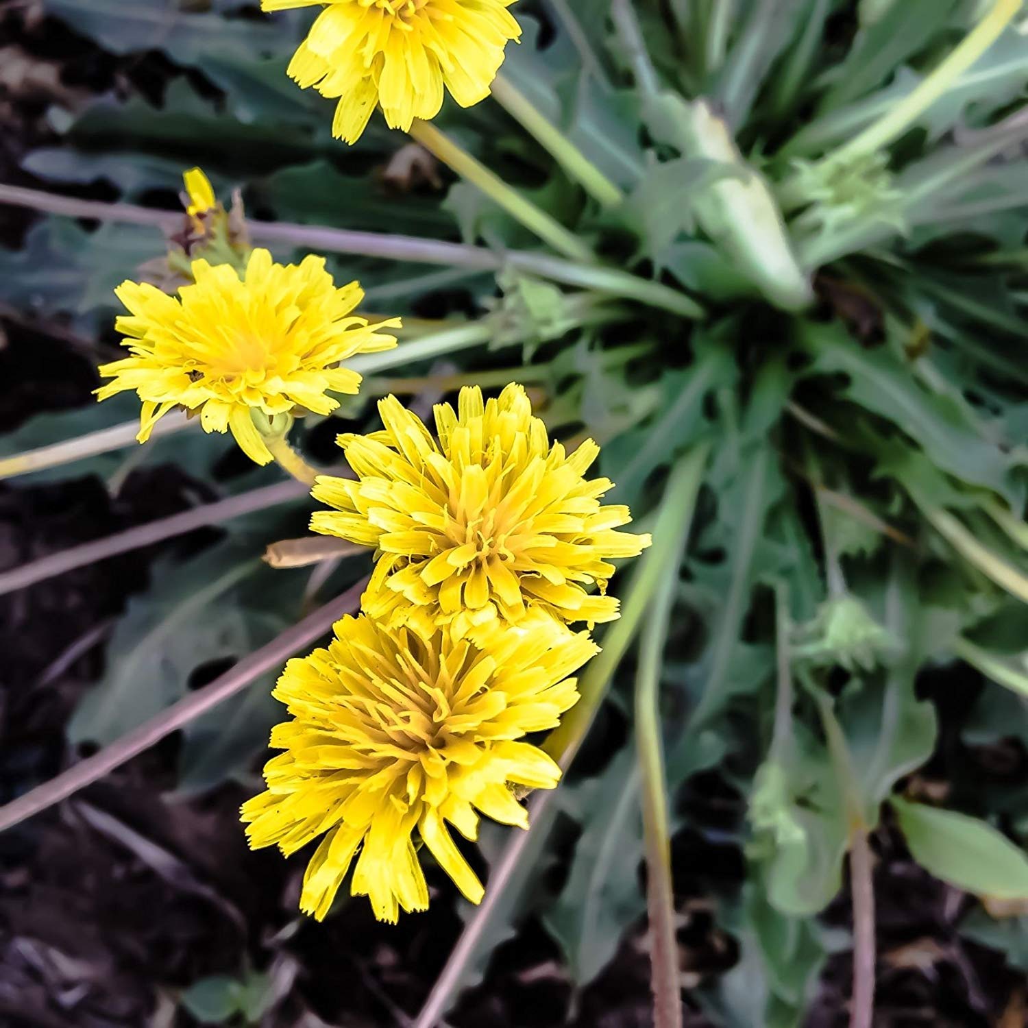 Lizal semiz porno video Rus porno murabbiy vasvasaga