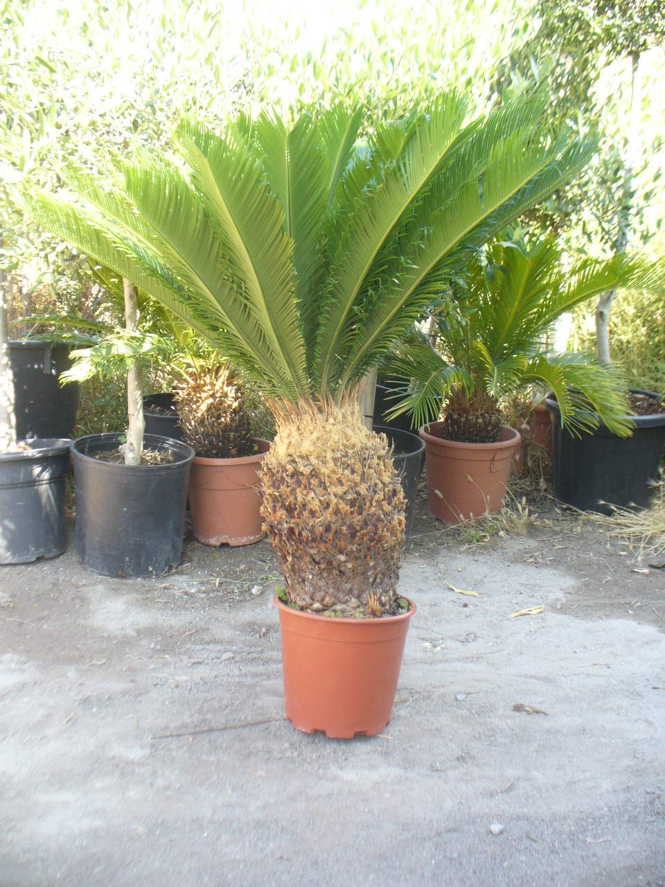 Palmera Cyca revoluta, aprox 100 cm de altura y 90 cm diametro