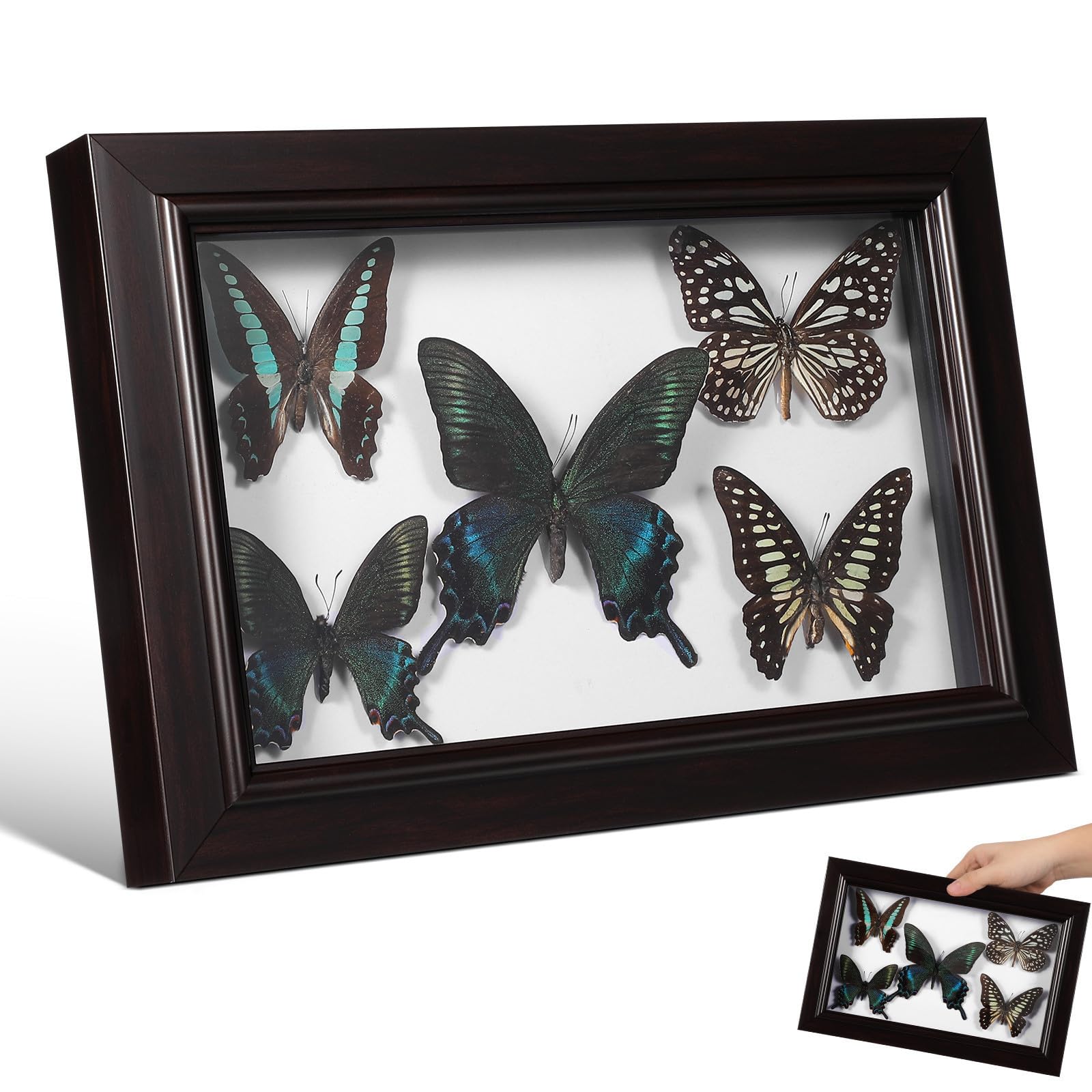 TEHAUX Marco de Fotos de Madera y Acabado Exquisito con Ejemplares de Mariposas Estructura Resistente Adecuado para Adornos y Fotografía para Decoración de Pared