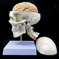 Vista 1 de Cráneo humano con cerebro y vértebra cervical Modelo anatómico Anatomía de tamaño real para estudio de aula de ciencias Modelo de enseñanza