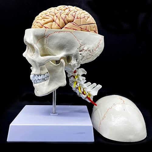 Cráneo humano con cerebro y vértebra cervical Modelo anatómico Anatomía de tamaño real para estudio de aula de ciencias Modelo de enseñanza