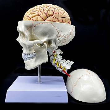 Human Skull with Brain and Cervical Vertebra Anatomical Model Life-Size Anatomy for Science Classroom Study Display Teaching Model