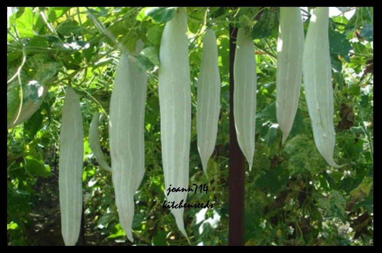 30 Seeds - Vegetable Edible Snake Gourd Seeds,Serpent Gourd Seed .Muop Ngot by Kitchenseeds