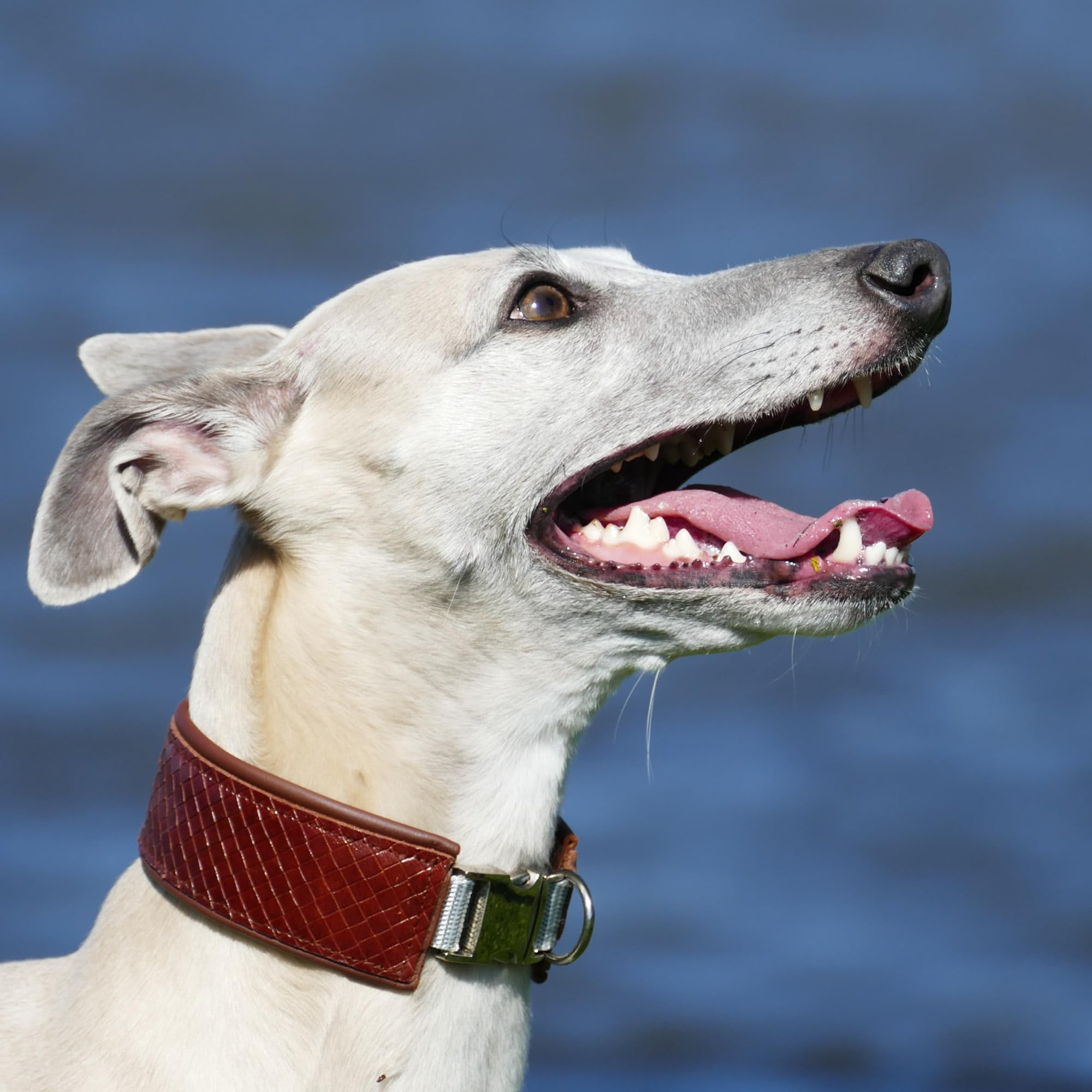 Dentanol Zahnpflegepulver für Hunde und Katzen, 100 g – mit Seealgenmehl