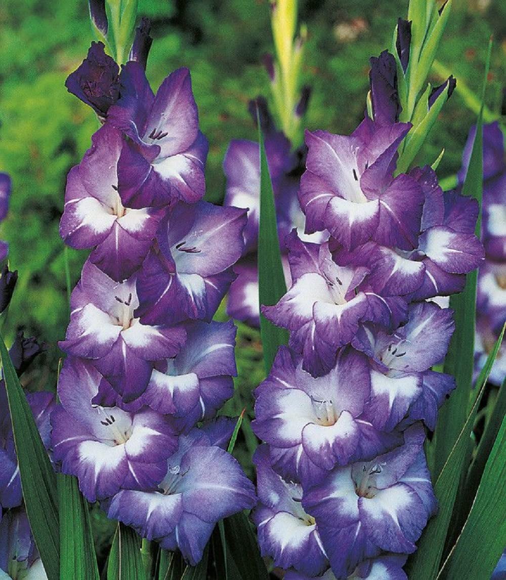 Gladiolus Purple Prince Bulbs