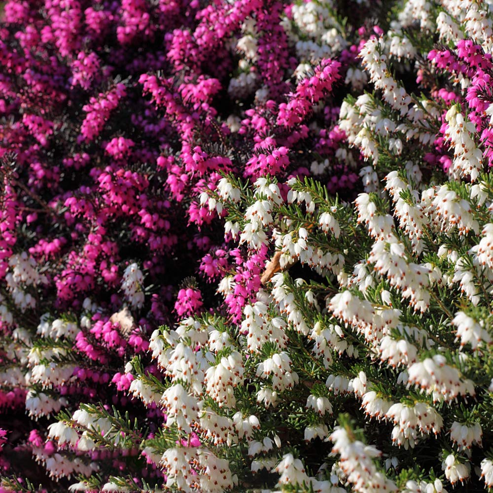 50Pcs Heather Seeds Mixed Color Shrubs Seeds Scotch True Heather Shrub Scot's Flower Calluna Vulgaris Seeds Decorate Gardens, Homes and courtyards. (Mixed)