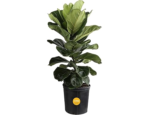 The Best List of Fiddle Leaf Products