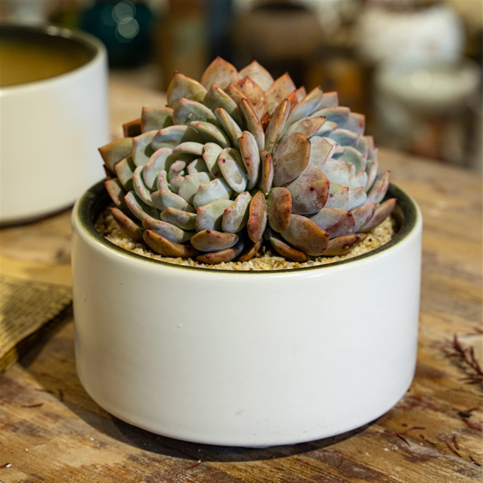 Doniczka na rośliny doniczkowe, doniczka na sukulenty, biała mini doniczka ceramiczna 4,3 cala, porcelanowa doniczka cylindryczna z otworem drenażowym