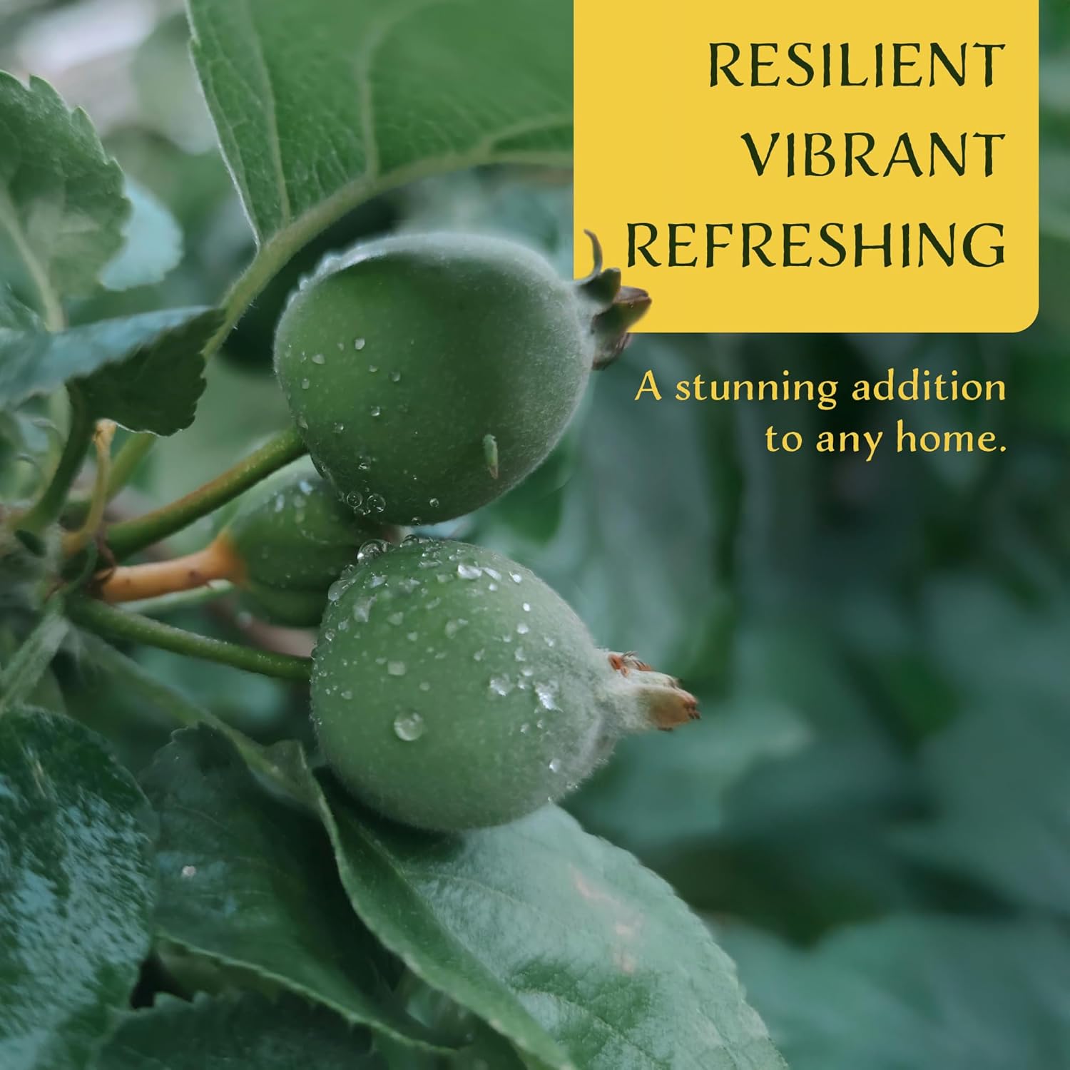 6 Pineapple Guava (Feijoa) Trees | 6 Saplings in 2.5-inch Nursery Cubes | Feijoa Sellowiana Variety | Drought-Tolerant Fruit-Bearing Trees and Shrubs | Tropical Ornamental Charm for Home and Garden