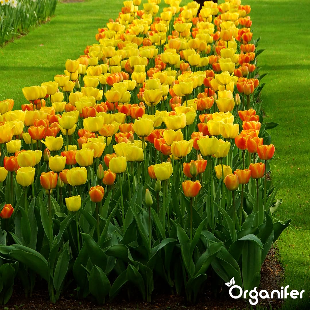 Bulbos De Tulipán