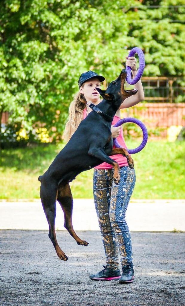 COLLAR Puller Standard Two Rings not just Toy for Dogs Active Toy for Dogs Fitness Toys for Dogs Ideal for Medium and Large Breeds Dog