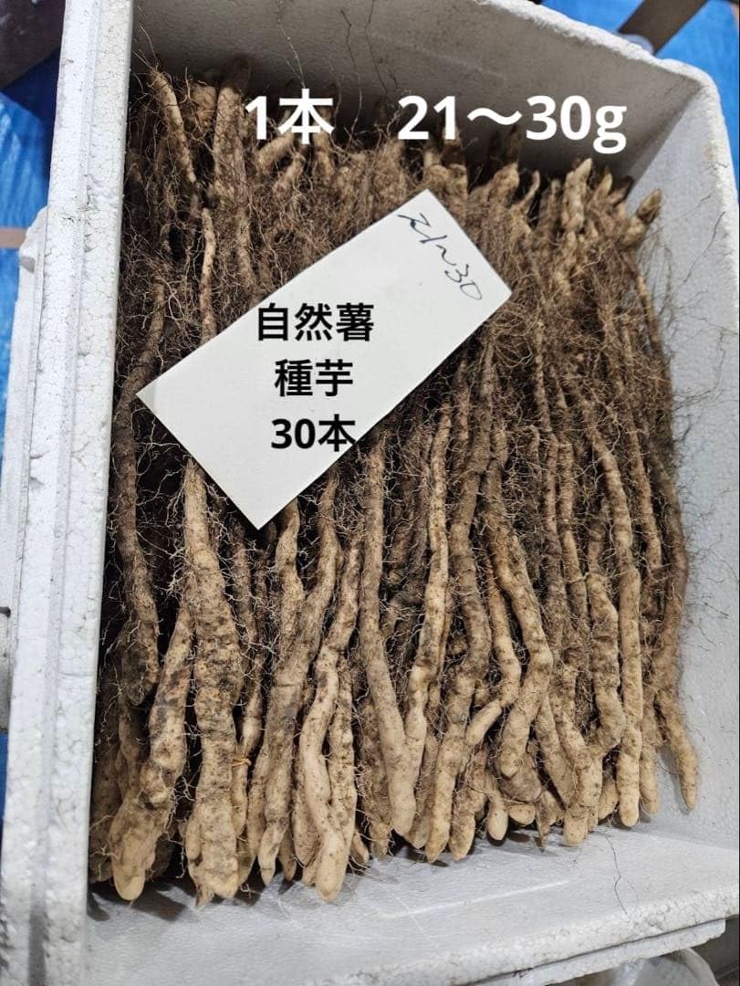 yossy様　自然薯　1本21〜30g 一本苗　300本　消毒済み　種芋 Amazon.co.jp: 自然薯 1本21〜30g 一本苗 30本 消毒済み 種芋 : DIY