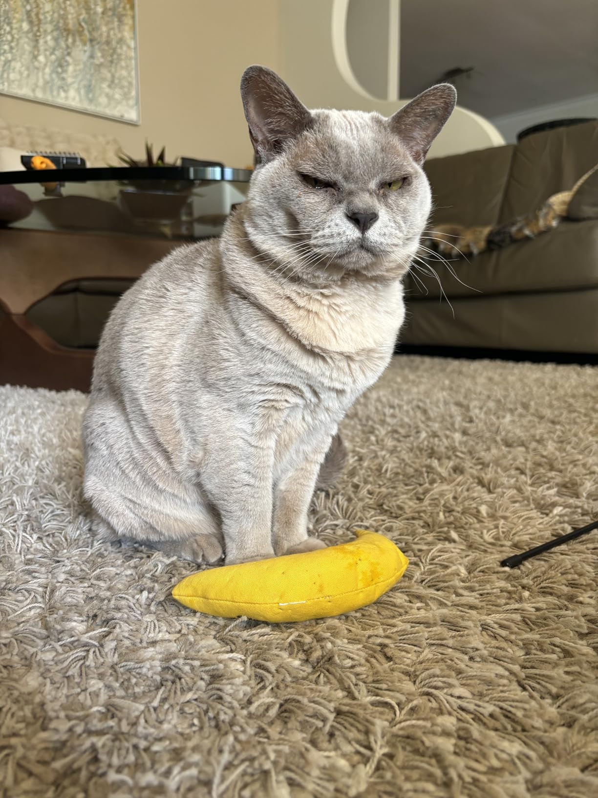 Yeowww! Catnip Toy, Yellow Banana Pet Supplies