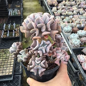 Amazon.co.jp: 多肉植物 エケベリア キュービックフロスト 大株