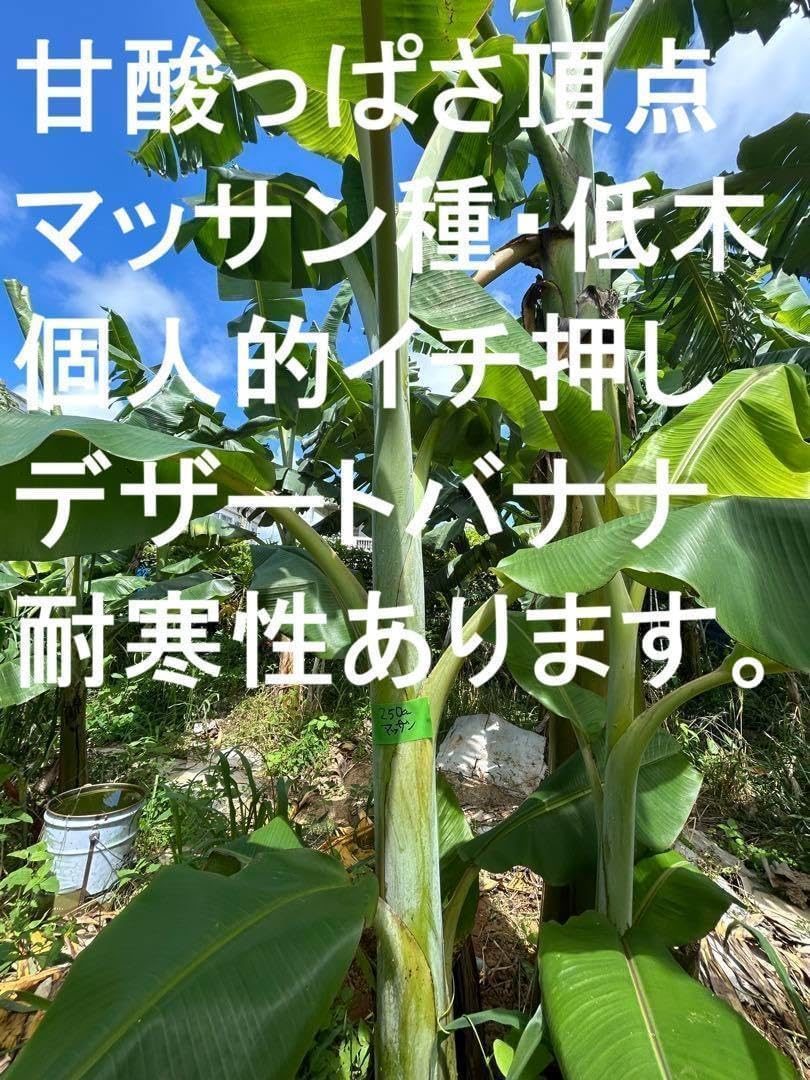高糖度= 苗100cm ☆ドワーフナムワ マッサンバナナ◇耐寒 低木品種 1苗のみ