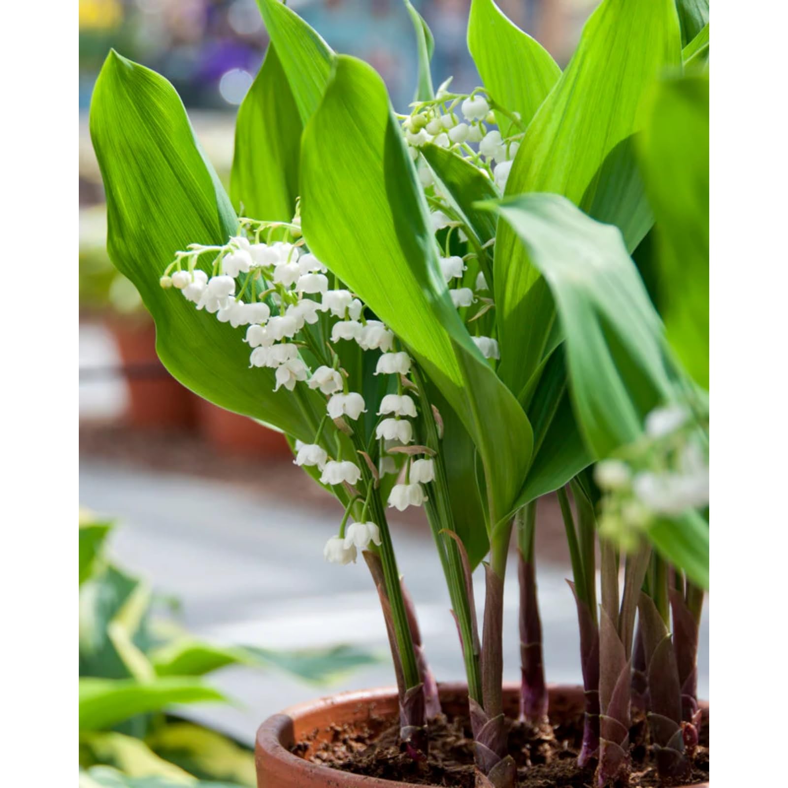 Lily of the Valley Bulbs UK,Potted-Plants-Rhizome,Lily of the Valley Plants for Garden,Excellent Display-9 Bulbs-B