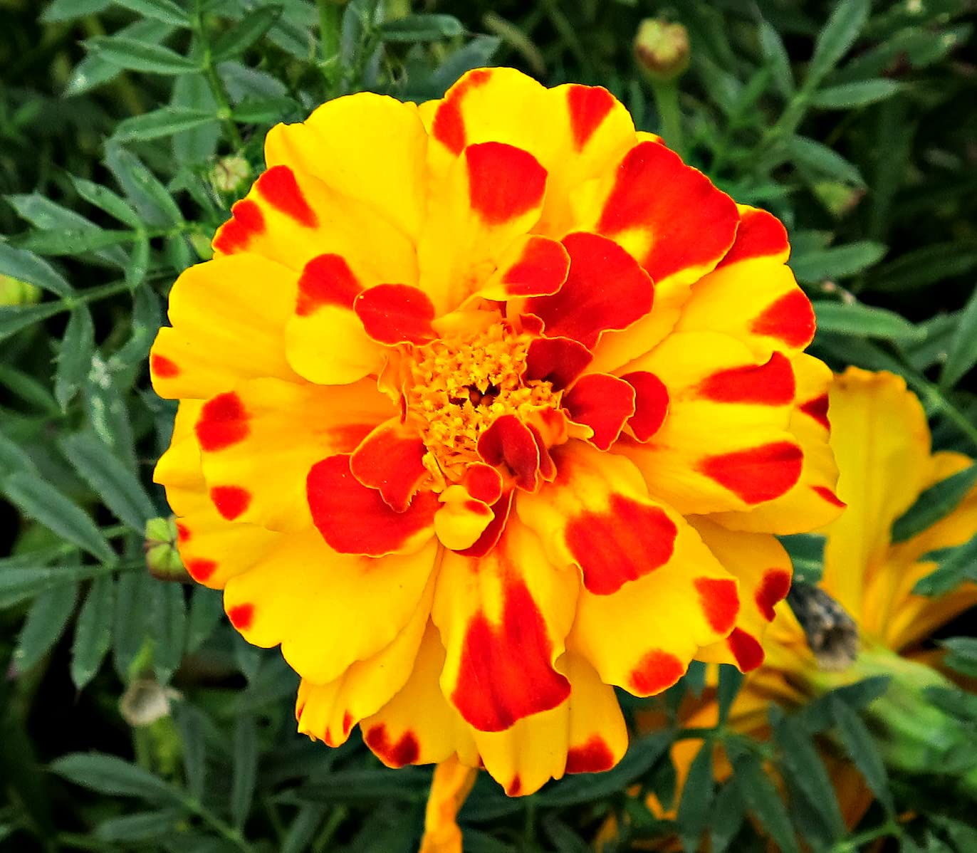 SRI SAI FORESTRY Marigold Bonanza Bolero Flower Seeds (Red with Yellow Mix Color,100 Seeds) For Home Garden, Terrace, Home Decoration (B0BMGRN69K) Amazon Price History, Amazon Price Tracker