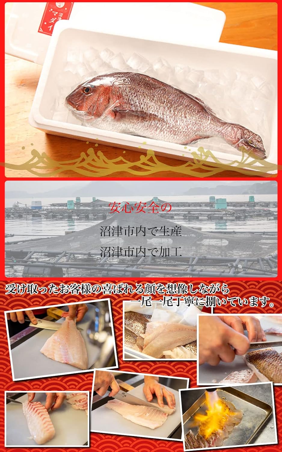 トロ真鯛フィレ 10kg 皮引き済み 真鯛 おさしみ 鯛さしみ 国産マダイ 海鮮 鯛刺身 タイさしみ 真鯛さしみ 【書院】