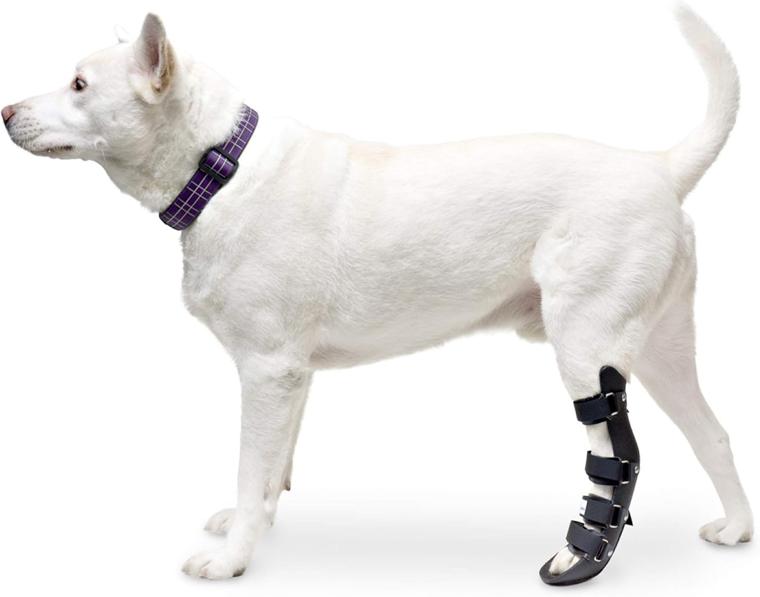 Amazon Com Walkin Pet Splint For Dogs Canine Rear Foot Splint Helps Brace Lower Back Limbs Pet Supplies Amazon Com Walkin Pet Splint For Dogs Canine Rear Foot Splint Helps Brace Lower Back Limbs Pet Supplies
