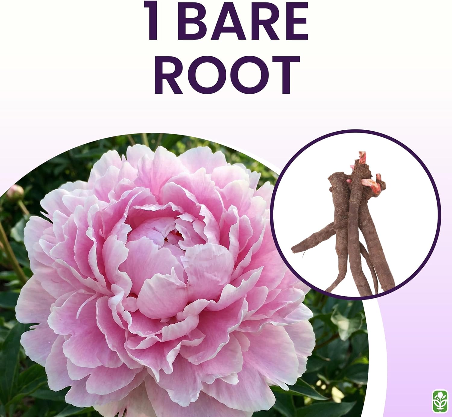 Sarah Bernhardt Double Pink Peony - Large 3-5 Eye, Bare Root | Premium Peony for Planting
