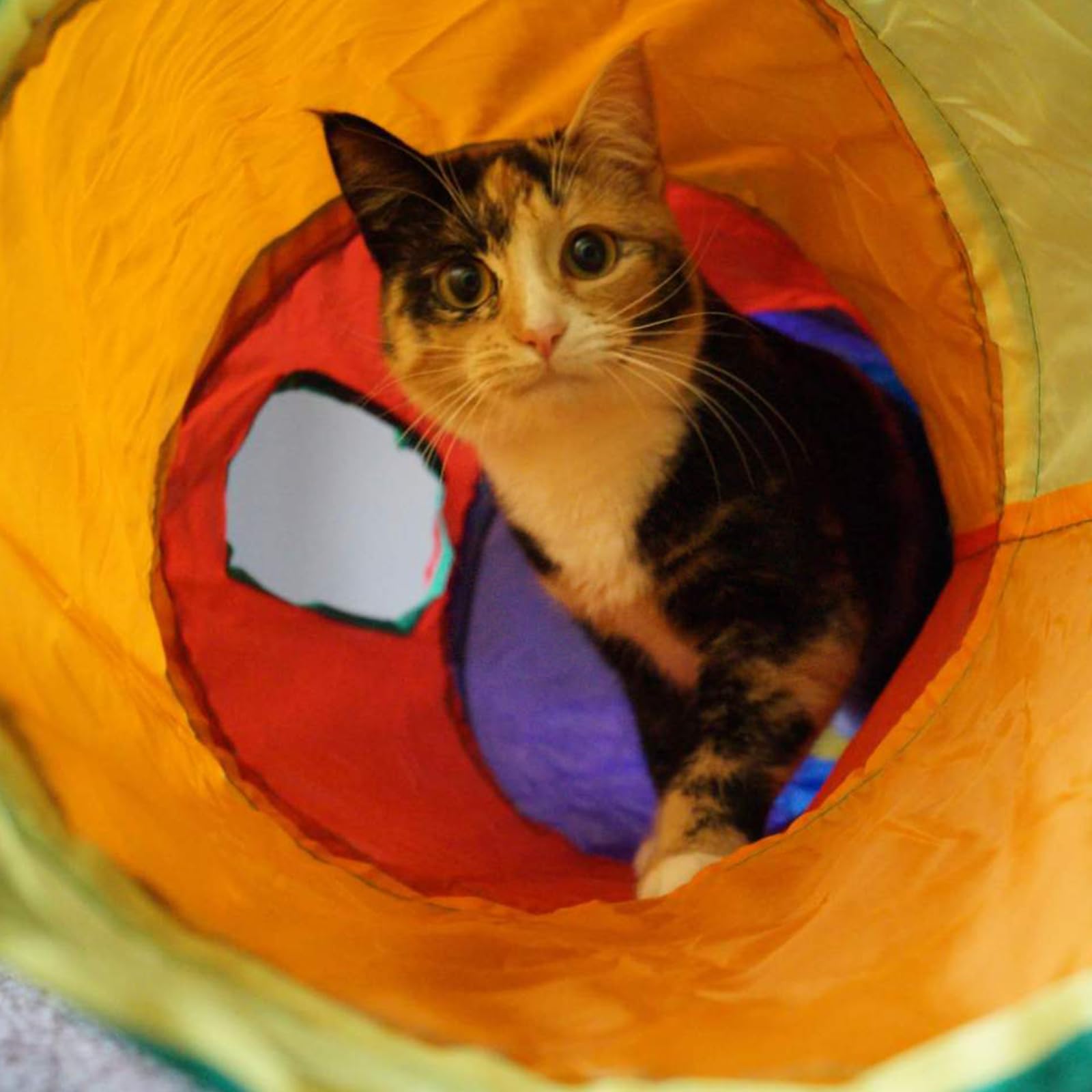 3 en 1 Túnel de Juego para Gatos y Perros, Tienda de Campaña Plegable para Interiores y Exteriores, Interactivo Juguete para Conejos (A)