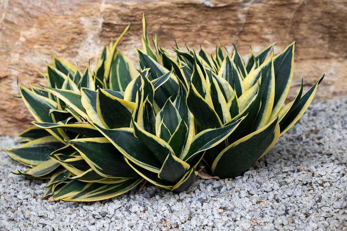 Snake Plant/Sansevieria Live - Indoor Plant for Balcony & Home Air Purifying Indoor Plant, Green & Yellow, Low Maintenance, Pack of 1 Without Pot-picture-19