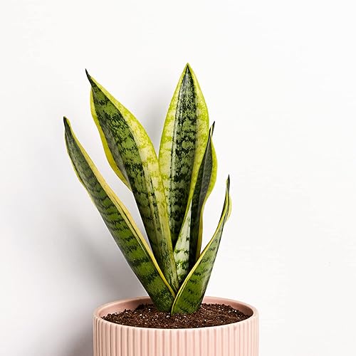 Miniatura 2 de Planta de serpiente, fácil de cultivar, de bajo mantenimiento, planta de interior viva, maceta de vivero de 7 pulgadas